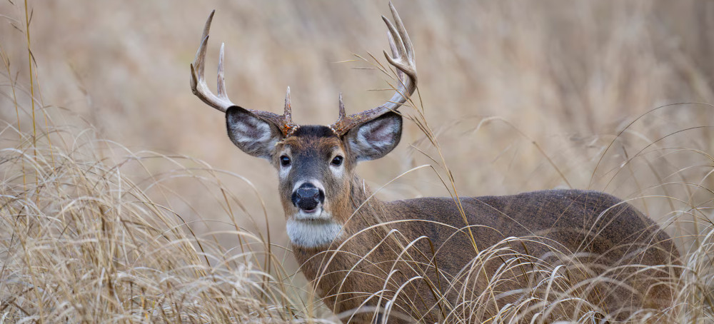 As Climate Change Pushes Deer North, Other Animals May Lose Out