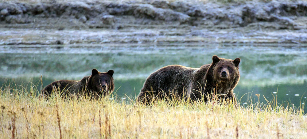 The Government Is Set To Reintroduce Grizzly Bears to the North Cascades. What Happens Now?