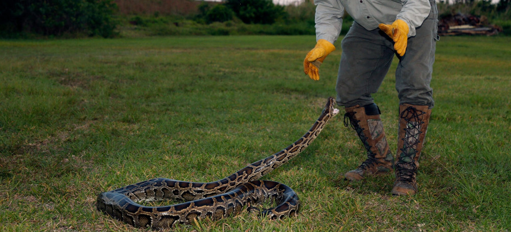Climate Change Is Pushing Animals Closer to Humans, With Potentially Catastrophic Consequences