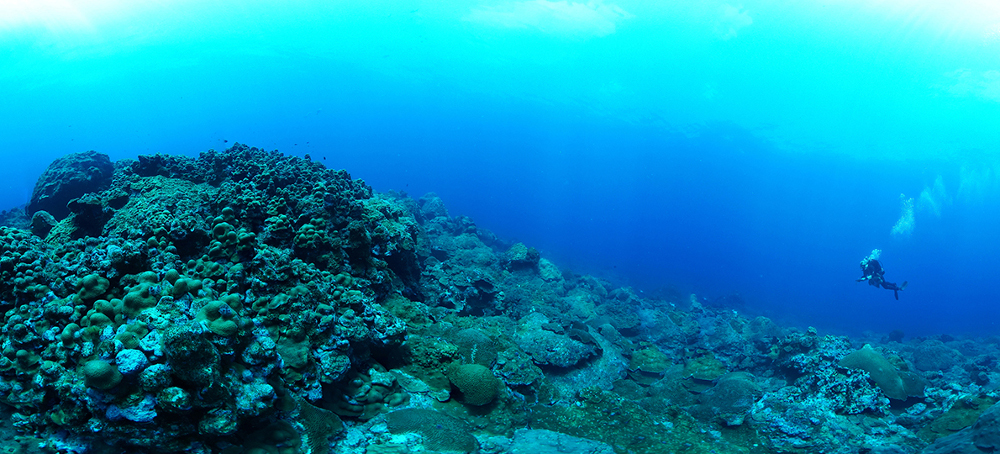 The Gulf Coast is Home to One of the Last Healthy Coral Reefs. It’s Surrounded by Oil.