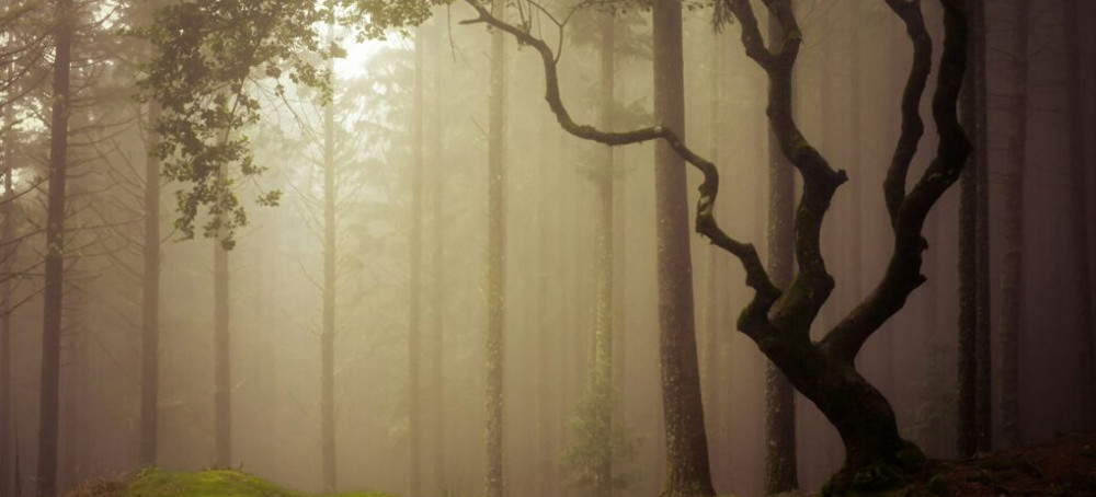 Missing the Forest for the Trees: the Role of Forests in Earth’s Climate Goes Far Beyond Carbon Storage