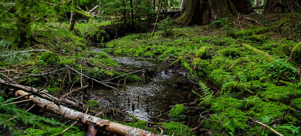How Big Ag Thwarted Wetlands Protections in Illinois and Iowa
