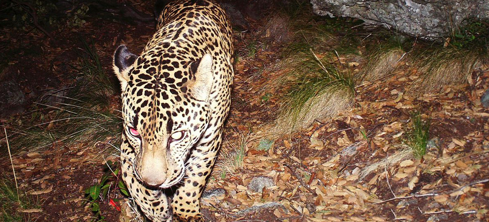 Jaguars Are Returning to America, but Fish and Wildlife Service Don't Think They Need Protections