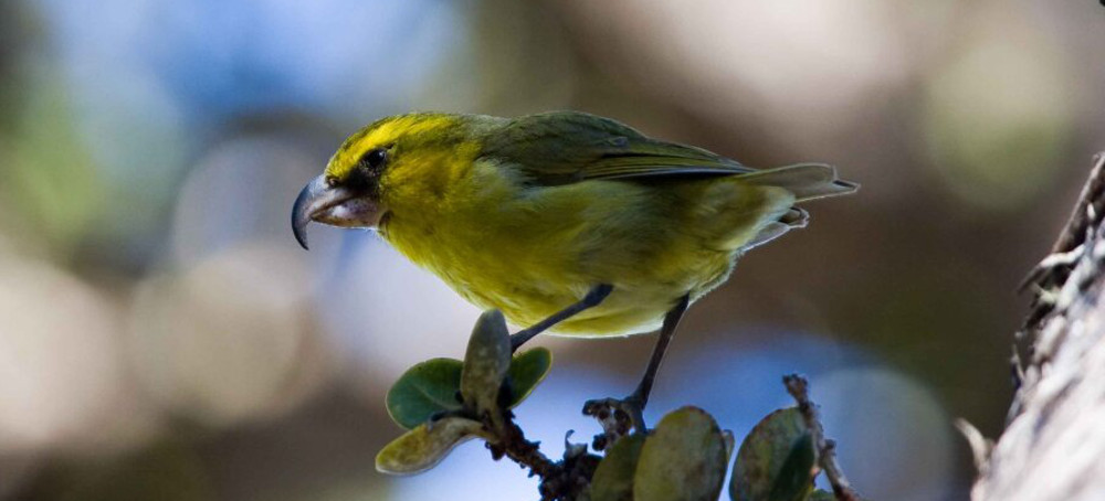 Hawaii's Birds Are Going Extinct. Their Last Hope Could Be Millions of Mosquitoes