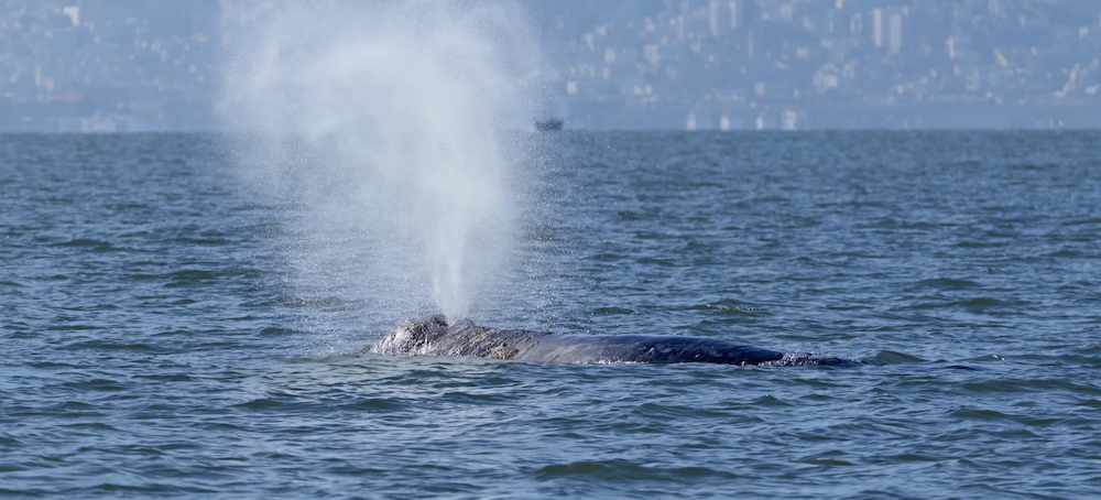Whales Are Showing Up in San Francisco Bay. New Ship Alerts Could Help Protect Them