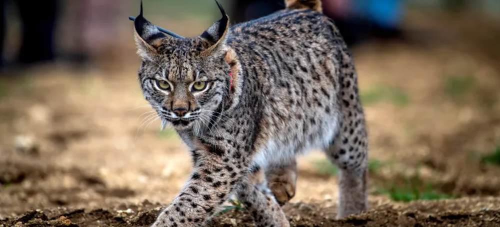The Iberian Lynx Is Back From the Brink of Extinction, Thanks to Conservation Efforts