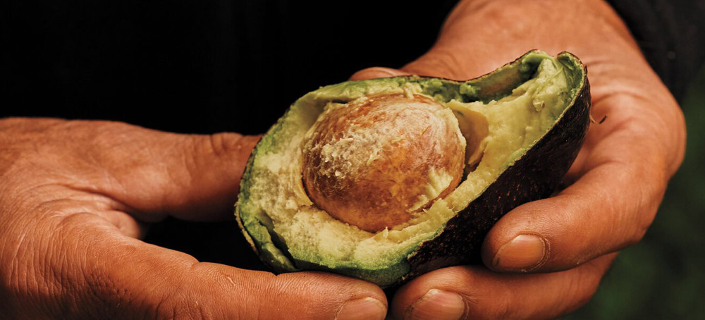 Forbidden Fruit: The Anti-Avocado Militias of Michoacán
