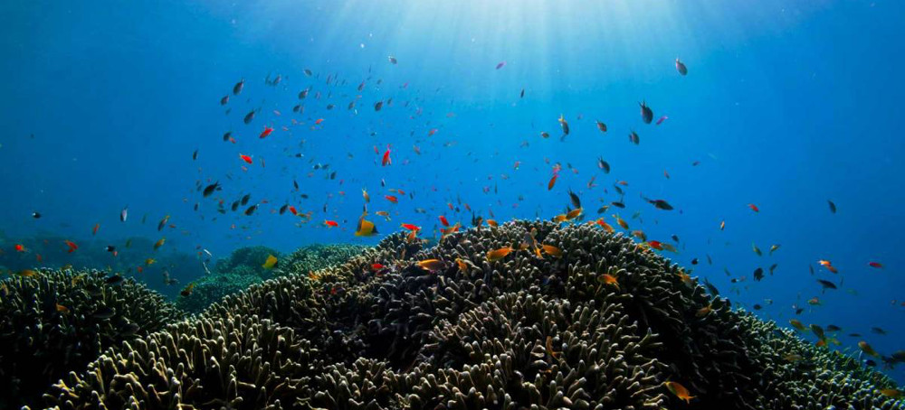 The Bold Plan to Save Coral Reefs