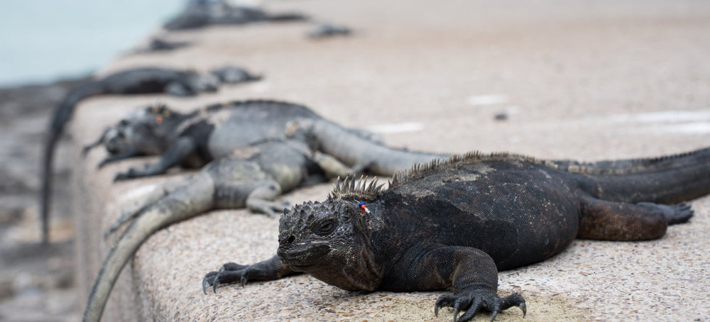 The Problem With People: How More Tourists and a Growing Population Are Taking Their Toll on the Galápagos Islands