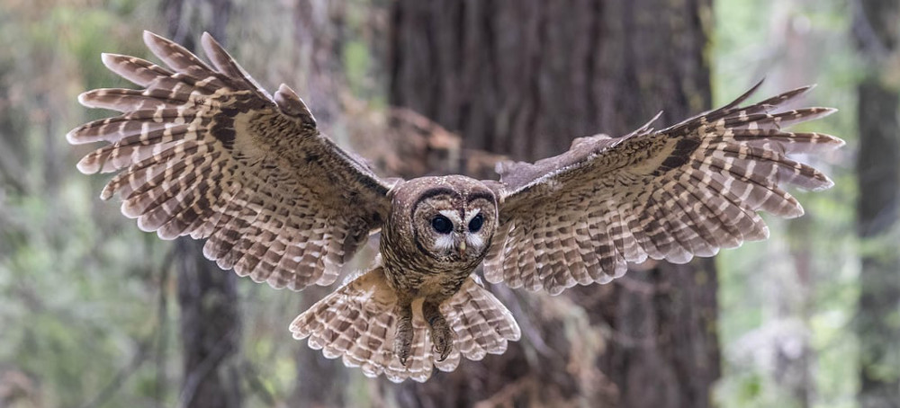 To Save Spotted Owls, US Officials Plan to Kill Hundreds of Thousands of Another Owl Species