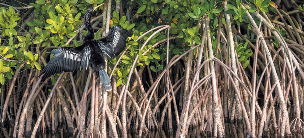 Mangrove Trees Are on the Move, Taking the Tropics With Them