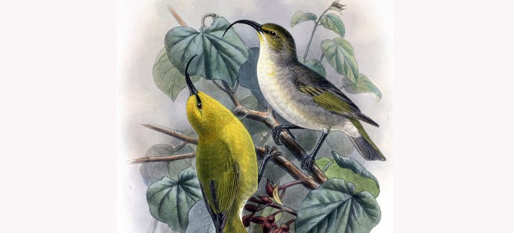 21 Species Removed From Endangered List Due to Extinction, US Wildlife Officials Say