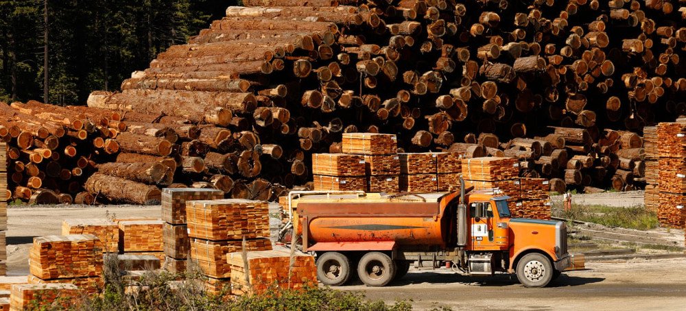 US Forest Service Failing to Protect Old Growth Trees From Logging, Critics Say