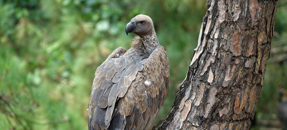How a Crisis for Vultures Led to a Human Disaster: Half a Million Deaths
