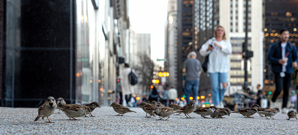 Over a Billion Birds Die After Striking US Buildings Each Year — Maybe Many More