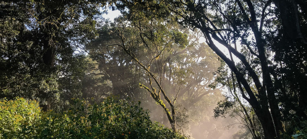 This Remote, Mystical Forest Has Been Protected for Centuries. Now It’s Under Threat