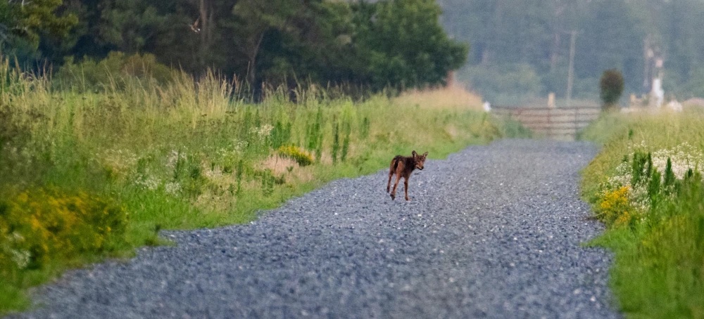 How the World’s Last Wild Red Wolves Are Avoiding Extinction