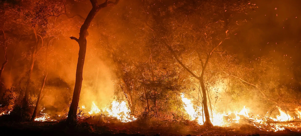 The World’s Largest Wetland Is Burning, and Rare Animals Are Dying