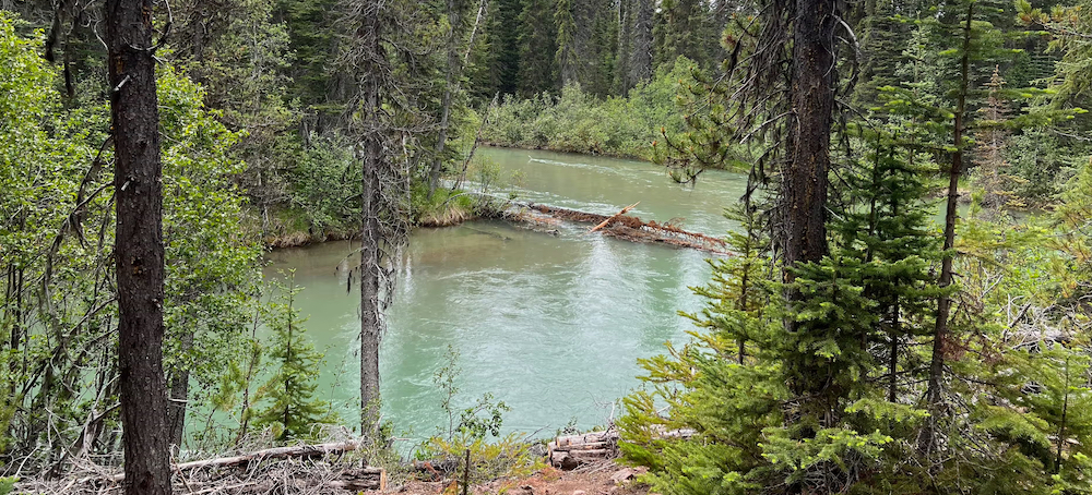 ‘We Can Feel Our Ancestors’: One First Nation’s Fight to Save Canada’s Old Forests