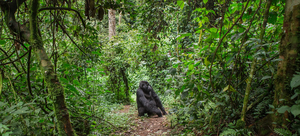 Earth S Second Lung Is Under Threat Losing The Congo Basin Forests