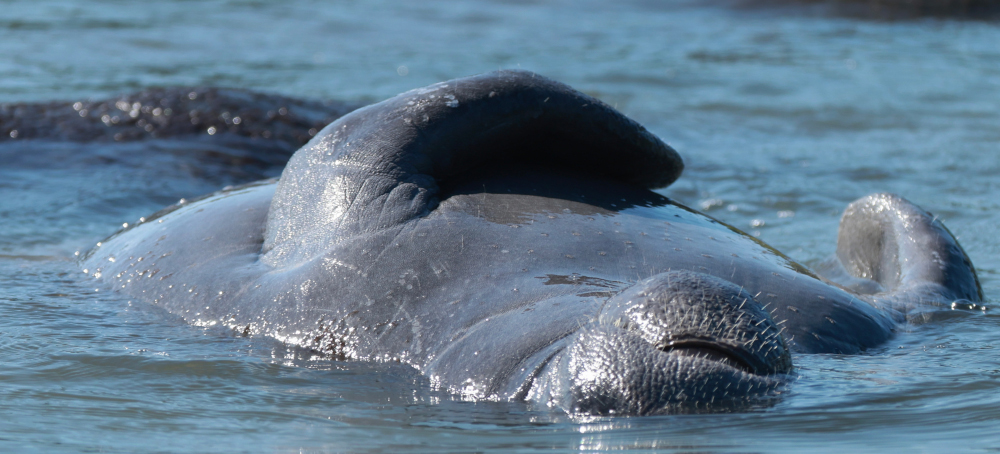 Unprecedented Numbers of Florida Manatees Have Died in Recent Years. New Habitat Protections Could Help Them