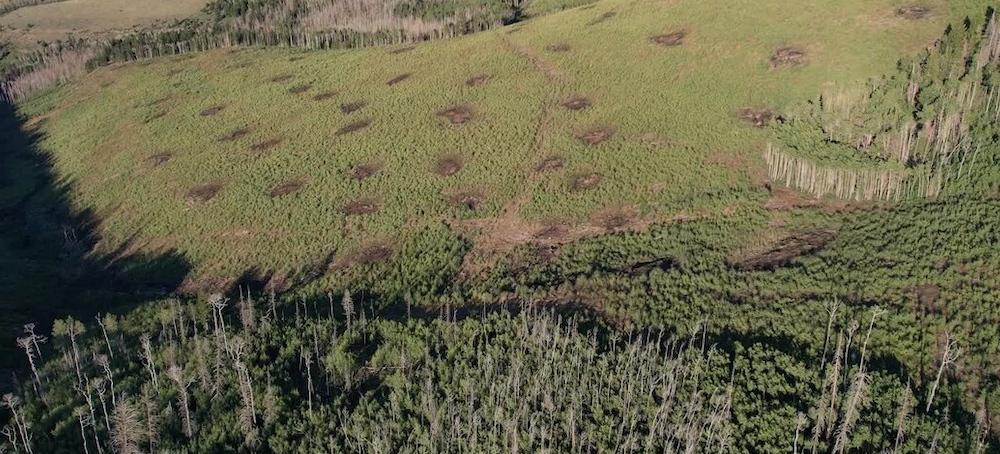 Man vs. Trees: How a Rancher’s Bulldozing Project Cost Utah Taxpayers