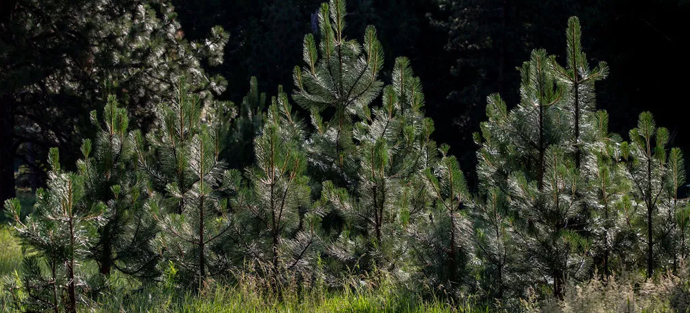 National Forests Are Being Replanted Post-Wildfire Thanks to the Infrastructure Bill