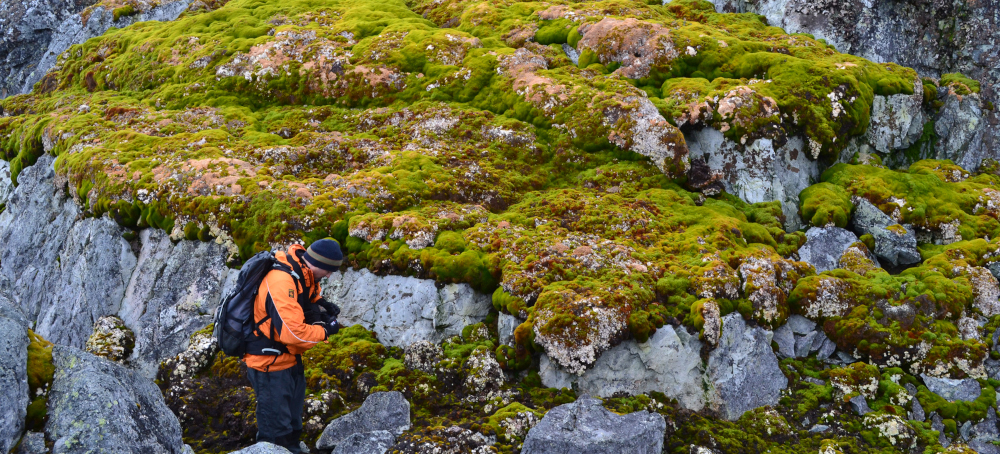 Greening of Antarctica Is Another Sign of Significant Climate Shift on the Frozen Continent