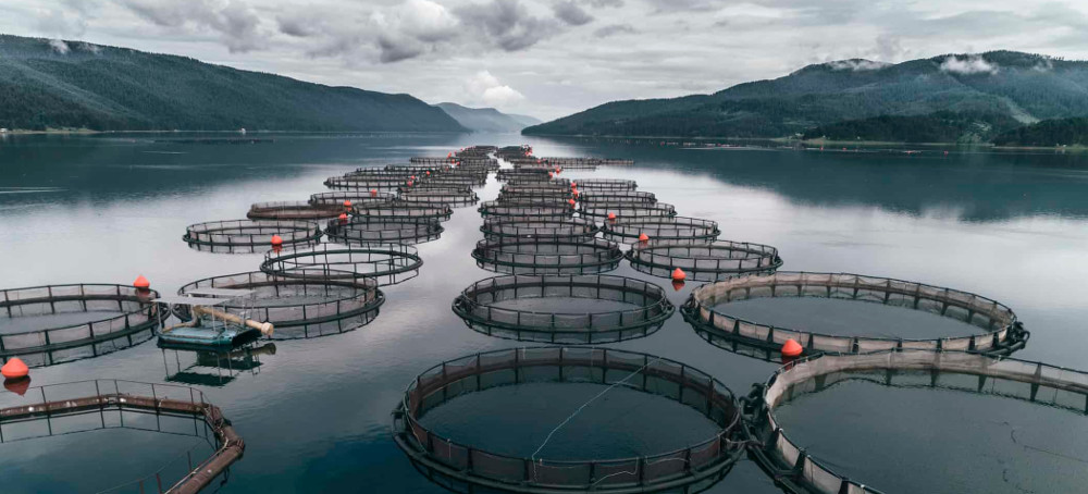 Fish Farms Kill Billions More Wild Fish Than Previous Estimates, Study Finds