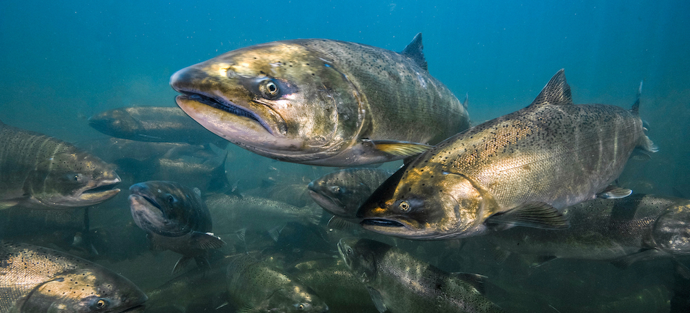 Salmon Swim Freely in Klamath River for First Time in More Than 100 Years