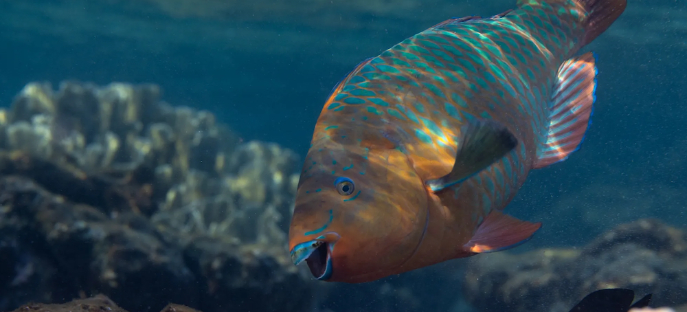 Ocean Damage Nearly Doubles the Cost of Climate Change