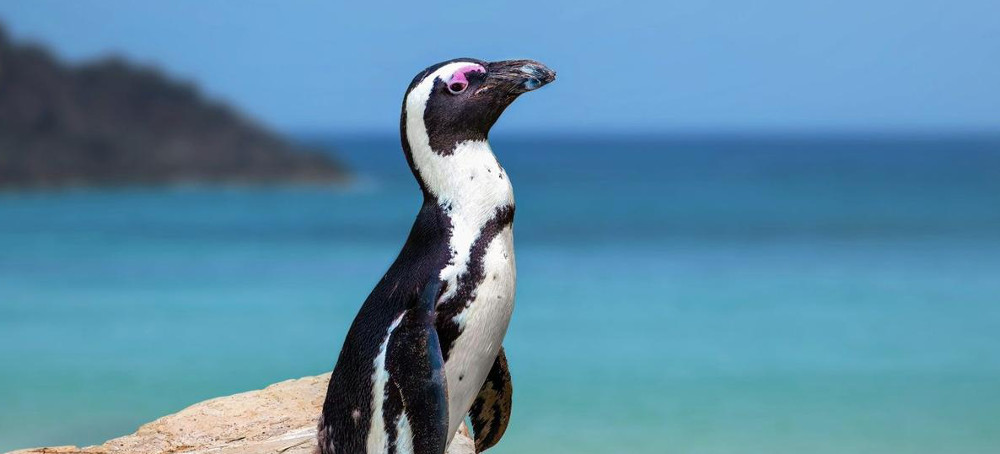 African Penguins Have Lost 97 Percent of Their Population