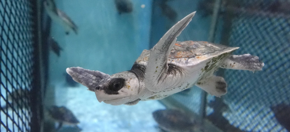 Global Warming Fills New England’s Rich Waters With Death Traps for Endangered Sea Turtles