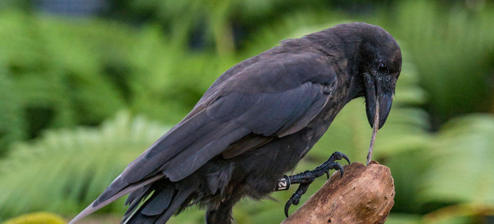 Hawaiian Crow That Went Extinct in the Wild Decades Ago Released on Maui