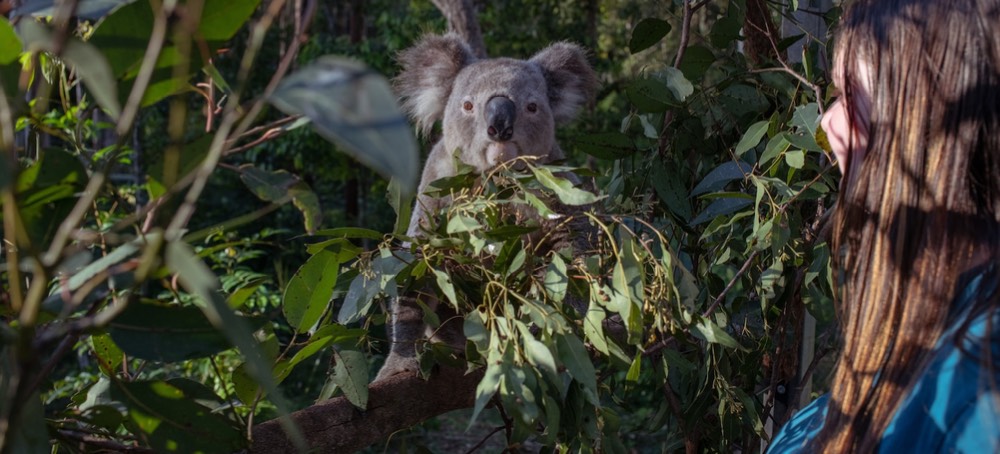 Australia Is Still Logging the Parks Meant to Become a Koala Reserve