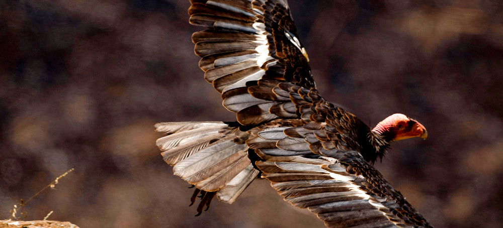 Rat Poison Harms Endangered Wildlife Up and Down the Food Chain, EPA Warns