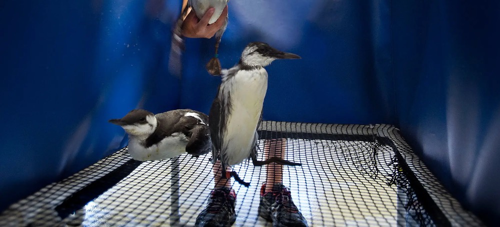 Ocean Heat Wiped Out Half These Seabirds Around Alaska