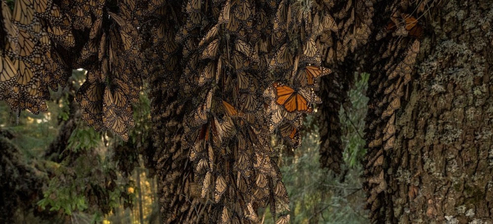 To Save Monarch Butterflies, These Scientists Want to Move Mountains