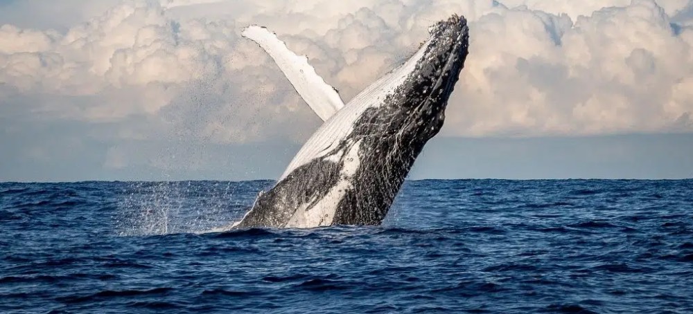 Whales: The Ocean’s Secret Weapon Against Climate Change