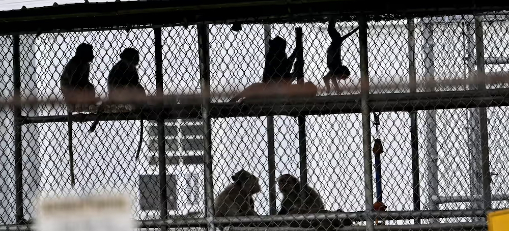 US Animal Lab From Which Monkeys Escaped Accused of Widespread Abuse