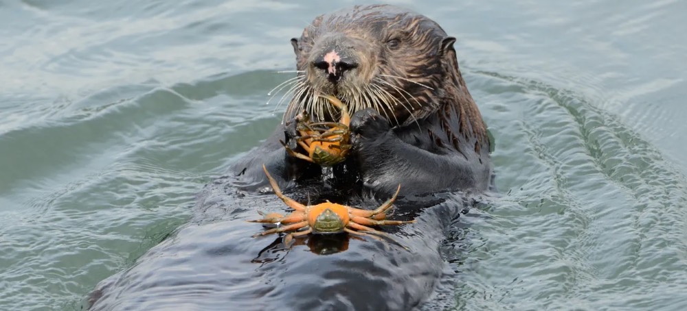 Cute and Hungry Otters Are Protecting the West Coast's Shorelines from an Invasive Species