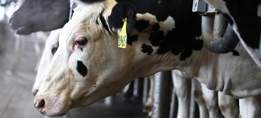 How the US Lost Control of Bird Flu, Setting the Stage for Another Pandemic