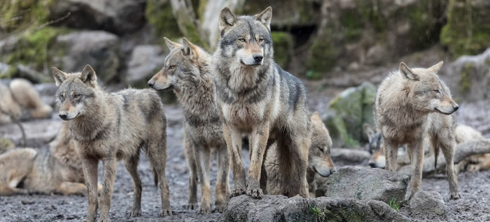 Grey Wolves Spotted in California National Park for First Time in Century