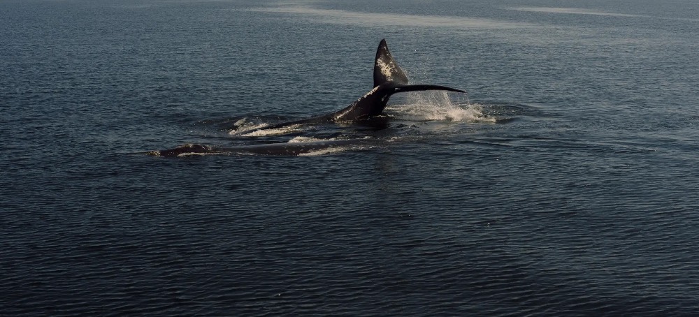 A Picturesque New England Town’s Debt to the Right Whale