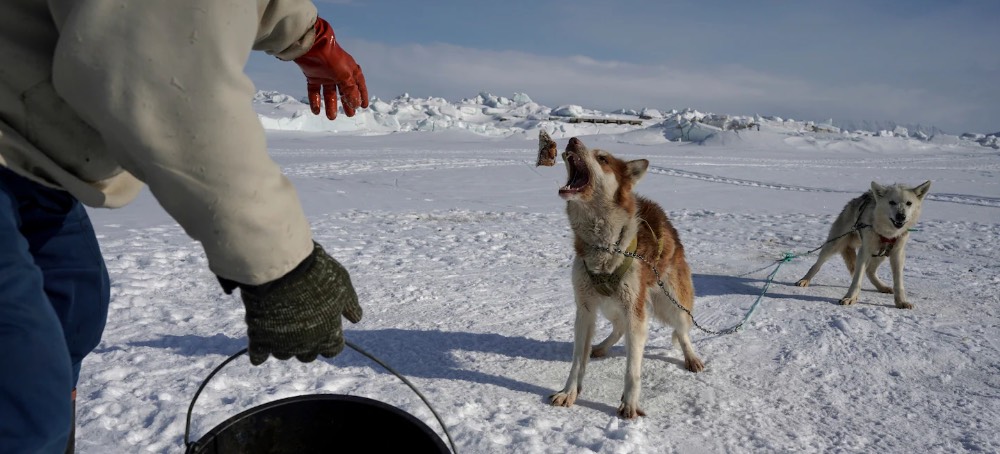Who Controls Greenland, and Why Does Trump Want to Buy It?