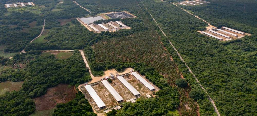 Drugs, Hormones and Excrement: The Polluting Pig Mega-Farms Supplying Pork to the World