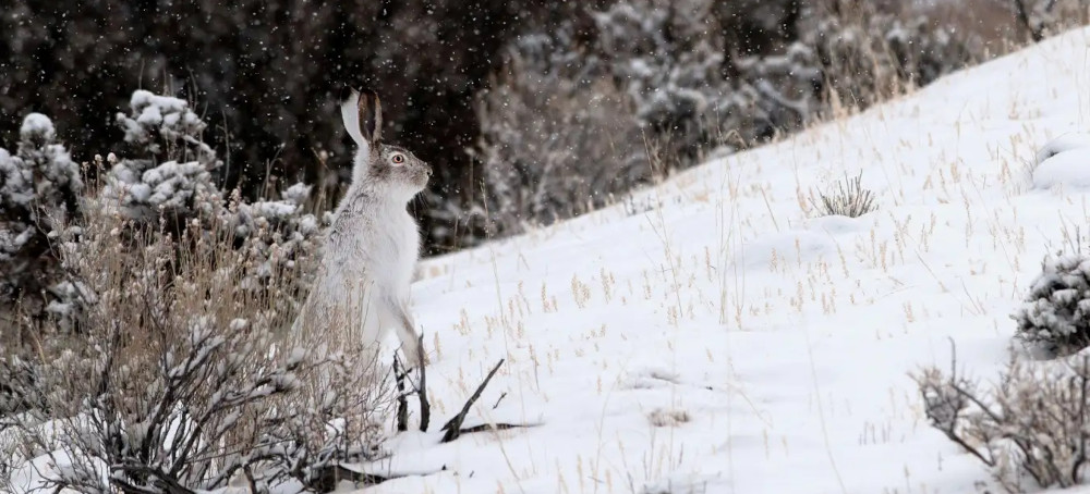 Snow Days Set to Disappear Across Much of the US Due to Climate Change