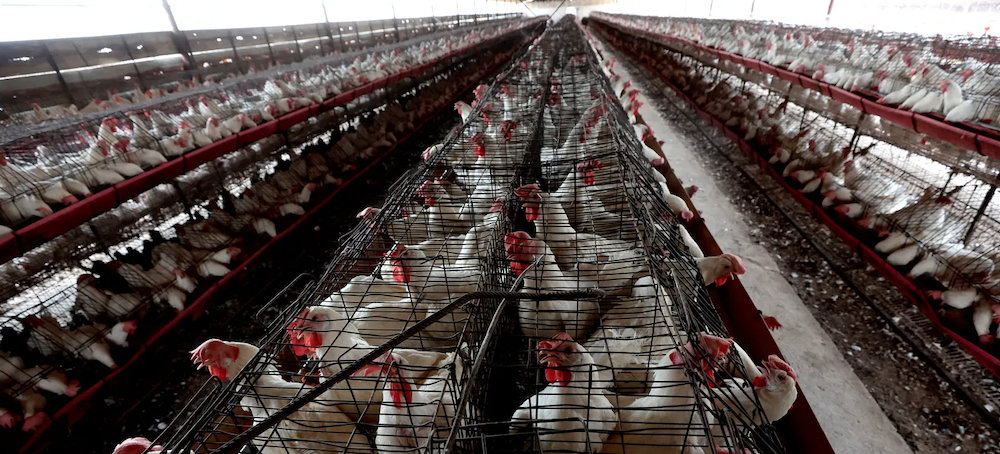 How ‘Big Ag’ Spied on Animal Rights Activists and Pushed the FBI to Treat Them as Terrorists