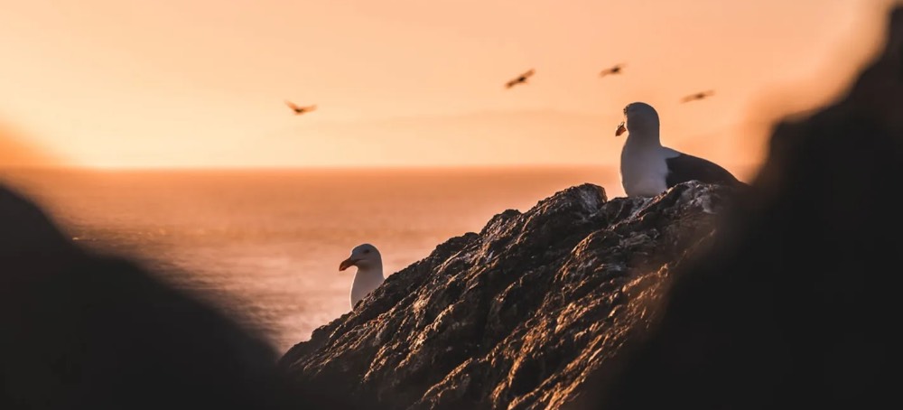 Scientists Sound the Alarm After Finding Thousands of Seabirds Dead on Beaches: 'The Message Is Clear'