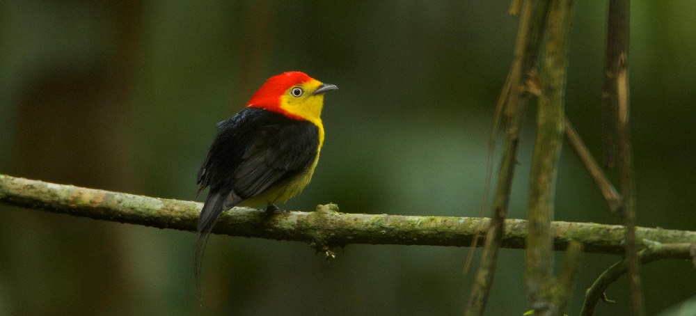 In the Most Untouched, Pristine Parts of the Amazon, Birds Are Dying. Scientists May Finally Know Why